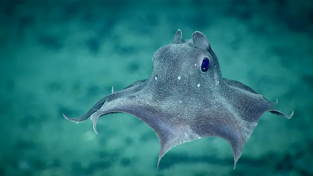 Half a Century Later, Deep-Sea Mining Test Still Haunts the Atlantic